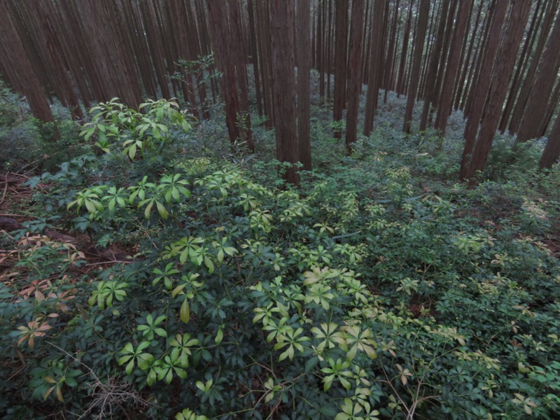 関八州見晴台