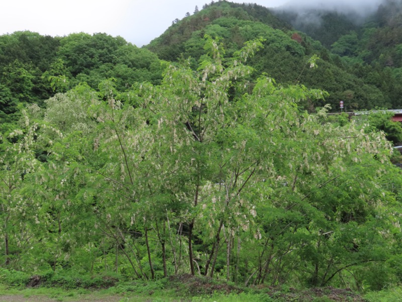 笹子雁ヶ腹摺山