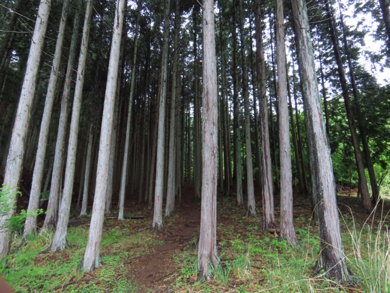 笹子雁ヶ腹摺山