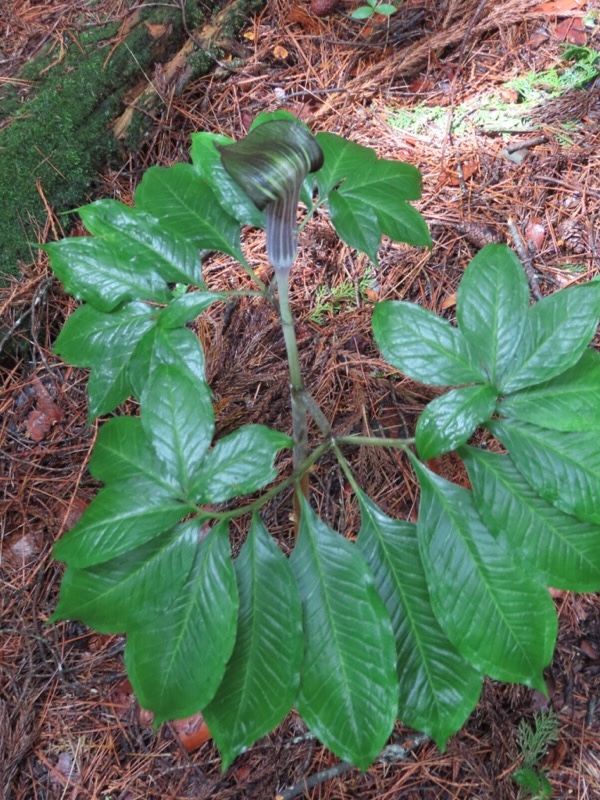 笹子雁ヶ腹摺山