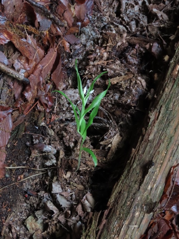 笹子雁ヶ腹摺山