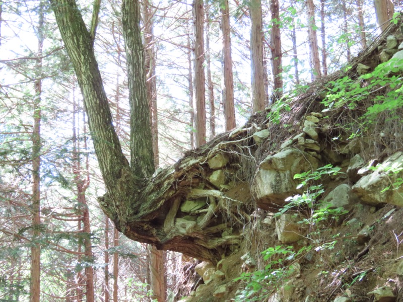 笹子雁ヶ腹摺山