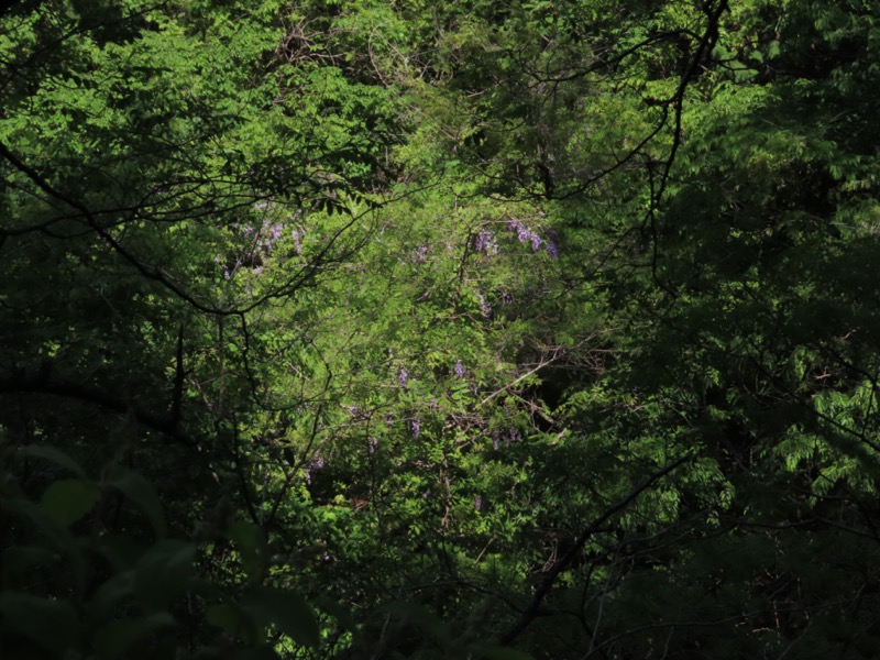 笹子雁ヶ腹摺山