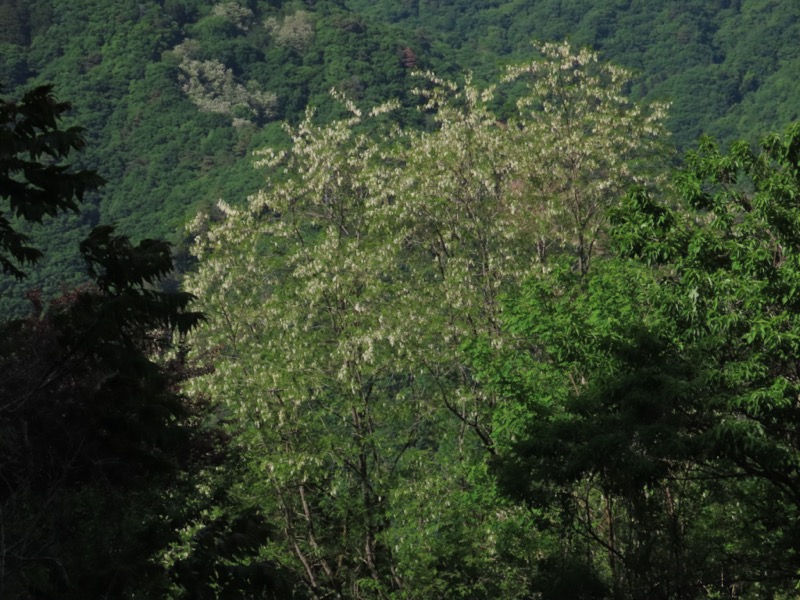 笹子雁ヶ腹摺山