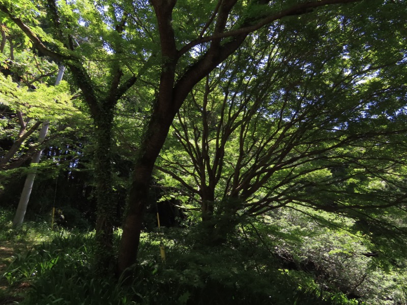 堂平山、ときがわトレッキング