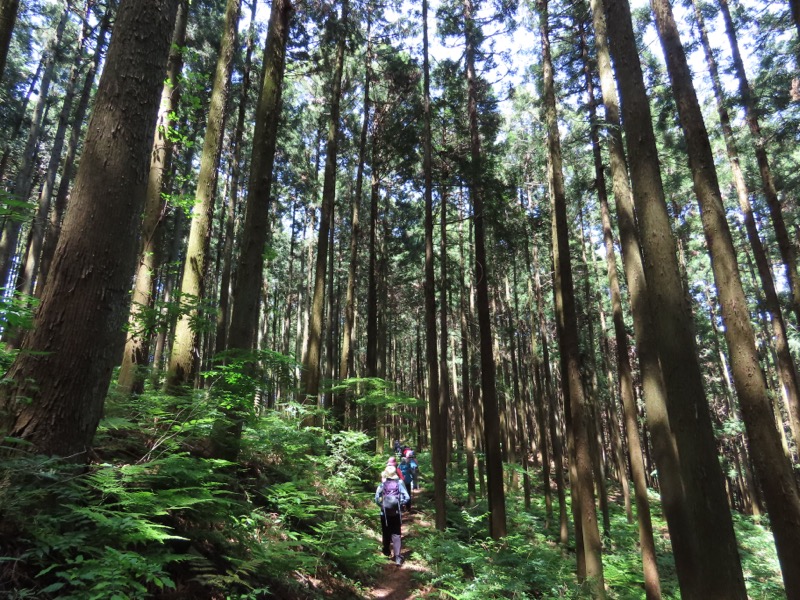 堂平山、ときがわトレッキング