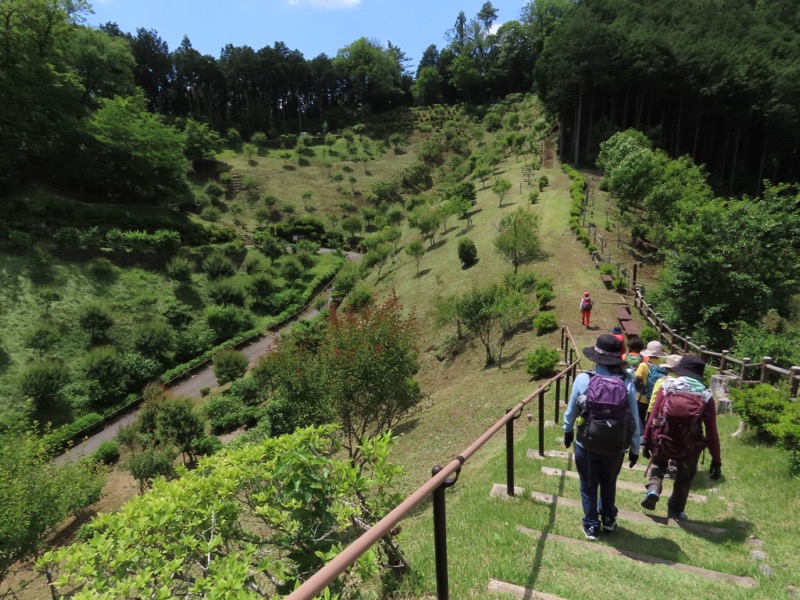 赤ぼっこ、長渕山ハイキングコース