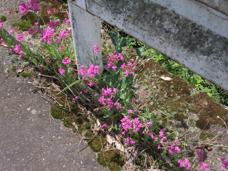 赤ぼっこ、長渕山ハイキングコース