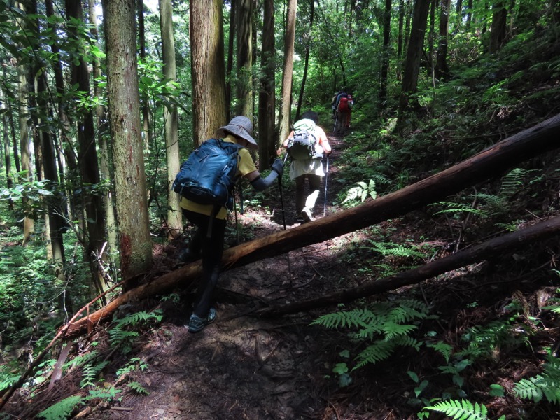 赤ぼっこ、長渕山ハイキングコース