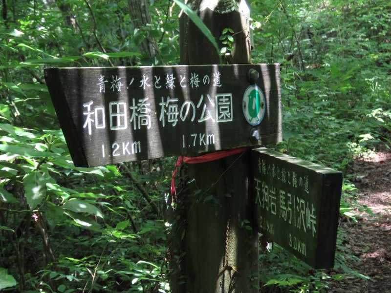 赤ぼっこ、長渕山ハイキングコース