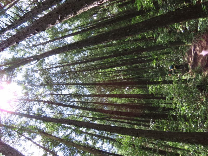 赤ぼっこ、長渕山ハイキングコース