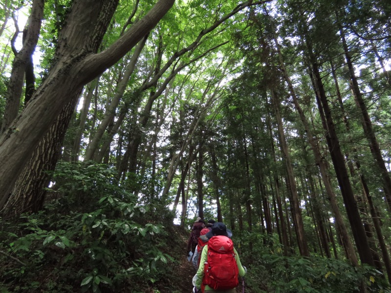 赤ぼっこ、長渕山ハイキングコース