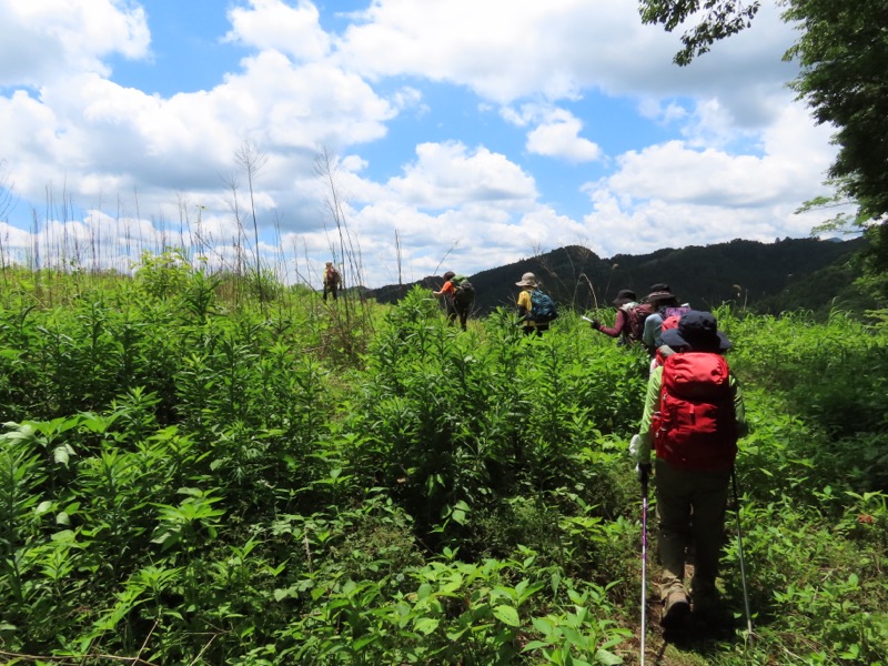 赤ぼっこ、長渕山ハイキングコース