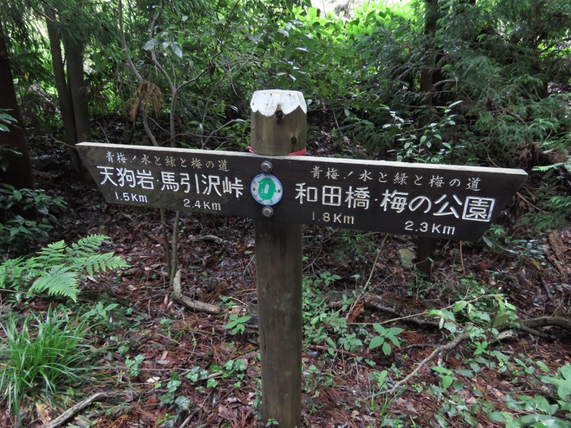 赤ぼっこ、長渕山ハイキングコース