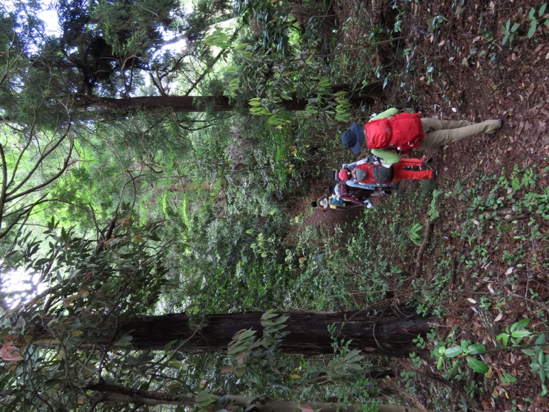 赤ぼっこ、長渕山ハイキングコース