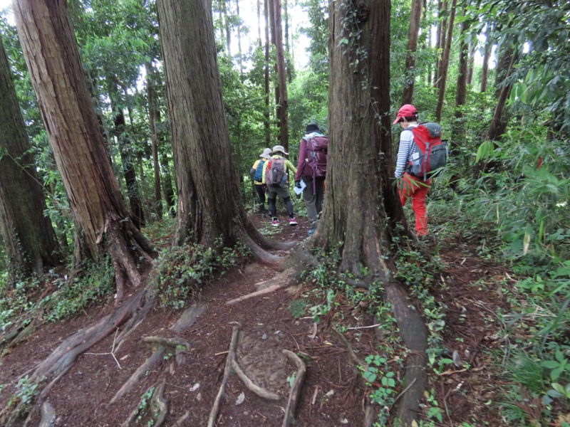 赤ぼっこ、長渕山ハイキングコース