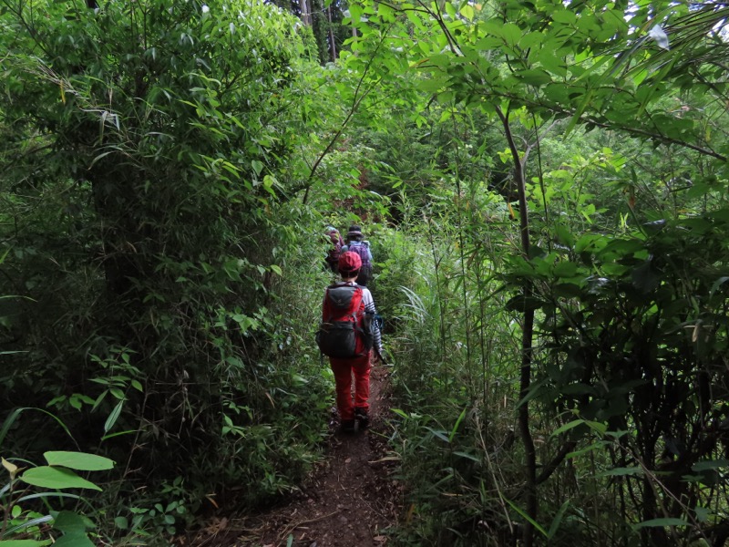 赤ぼっこ、長渕山ハイキングコース