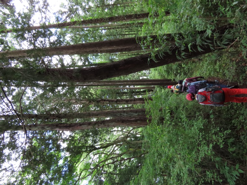 赤ぼっこ、長渕山ハイキングコース