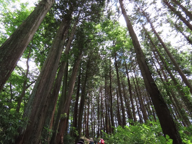 赤ぼっこ、長渕山ハイキングコース