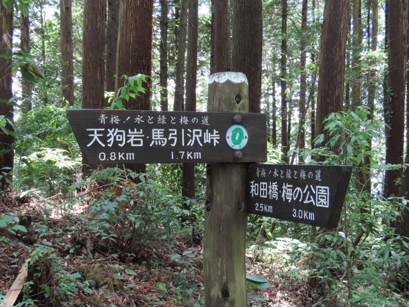 赤ぼっこ、長渕山ハイキングコース