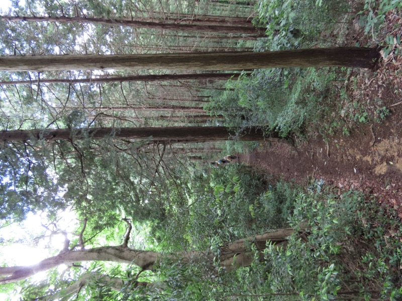 赤ぼっこ、長渕山ハイキングコース