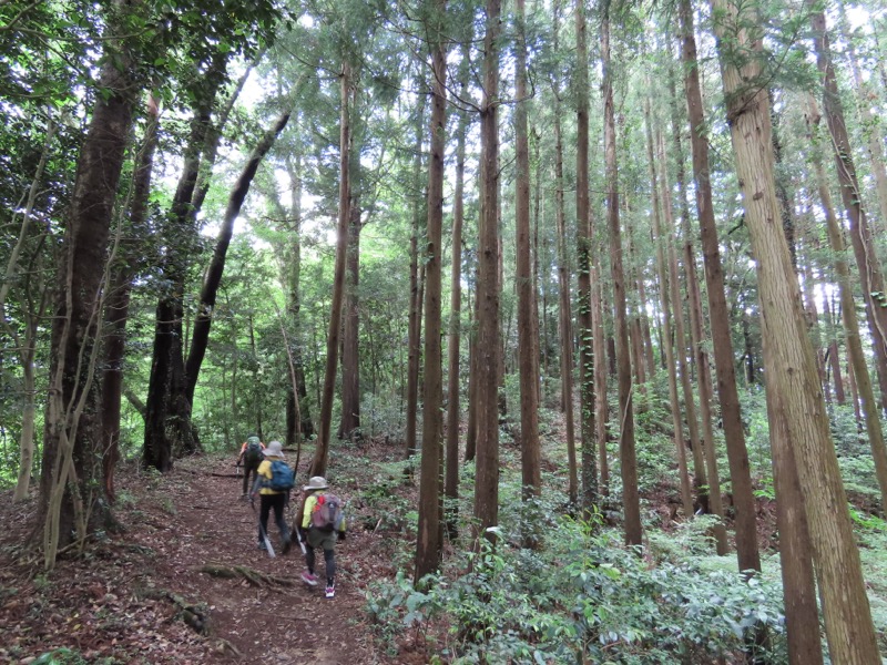 赤ぼっこ、長渕山ハイキングコース