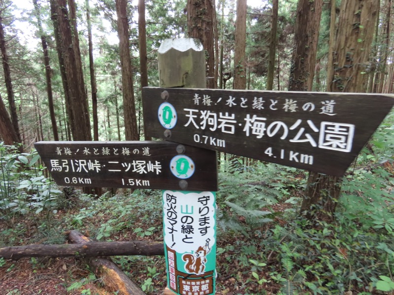 赤ぼっこ、長渕山ハイキングコース