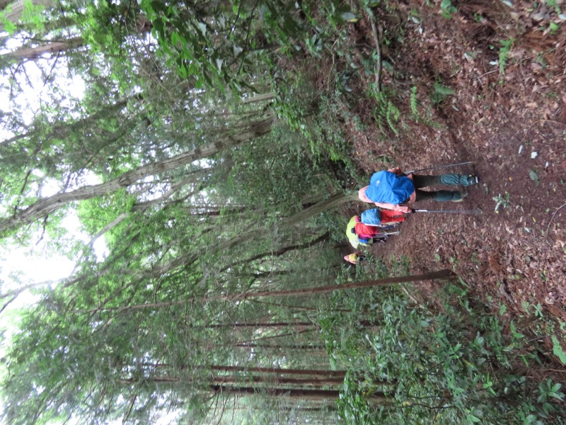 赤ぼっこ、長渕山ハイキングコース