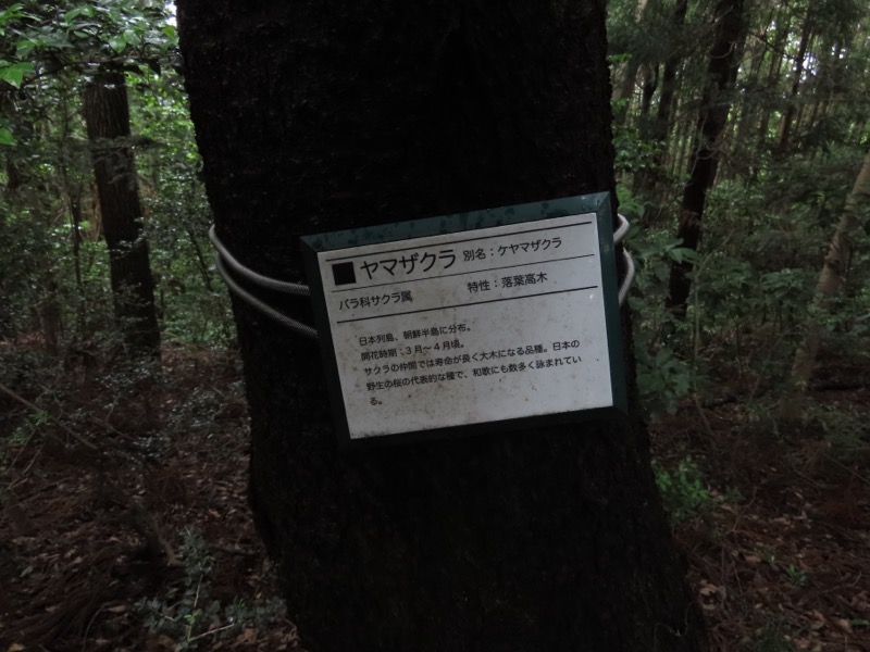 赤ぼっこ、長渕山ハイキングコース