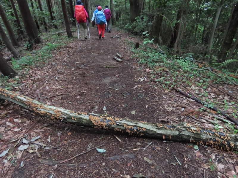 赤ぼっこ、長渕山ハイキングコース