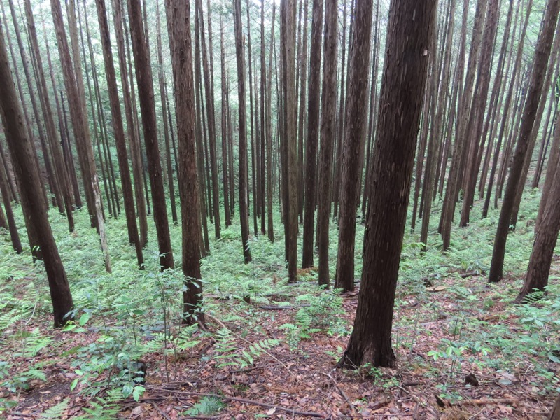 赤ぼっこ、長渕山ハイキングコース