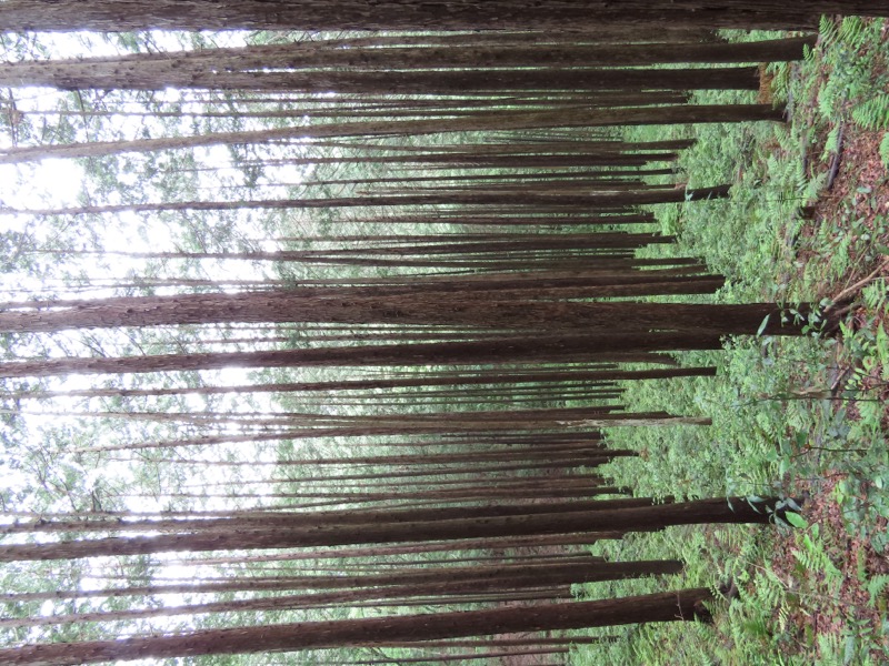 赤ぼっこ、長渕山ハイキングコース