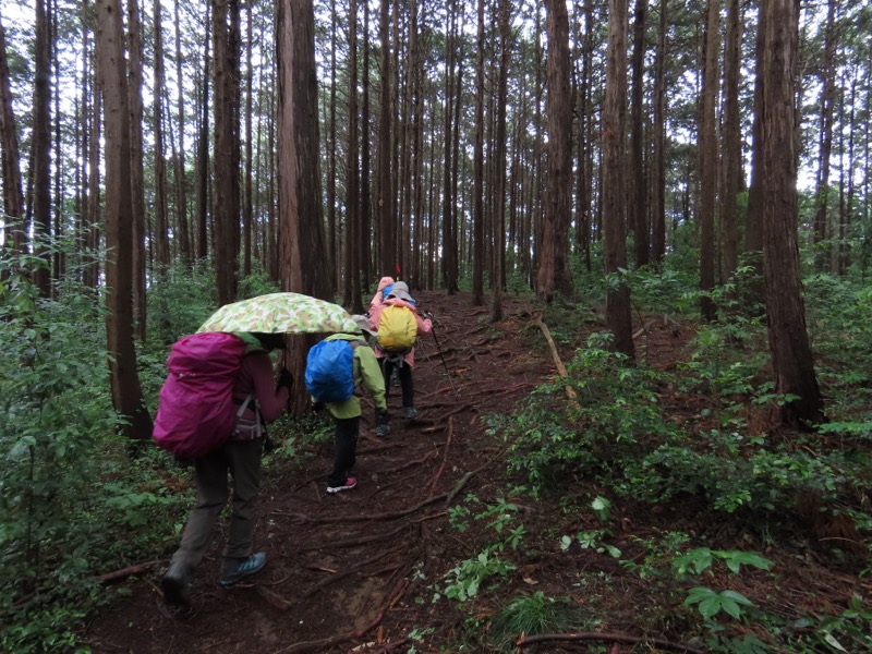 赤ぼっこ、長渕山ハイキングコース