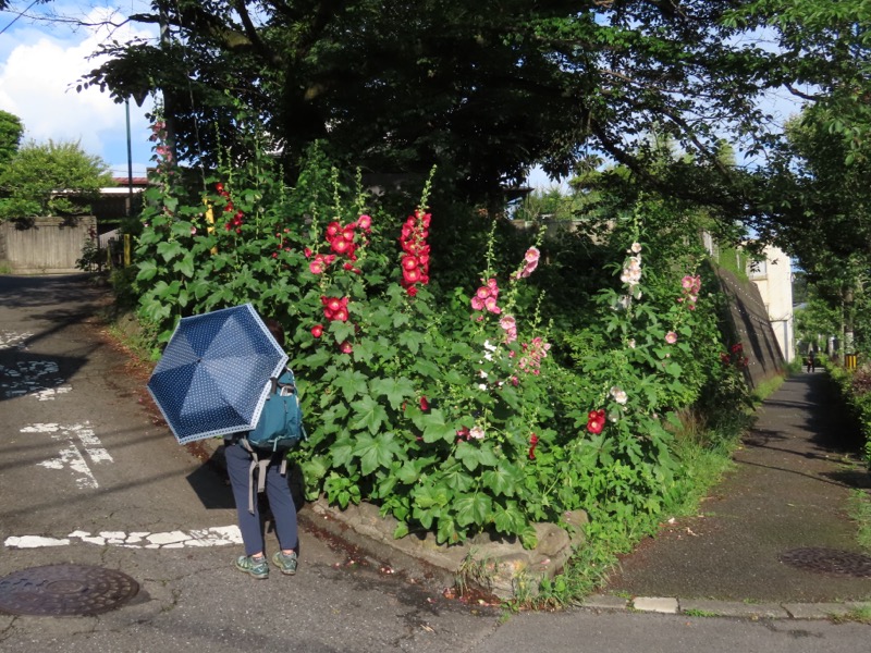 赤ぼっこ、長渕山ハイキングコース