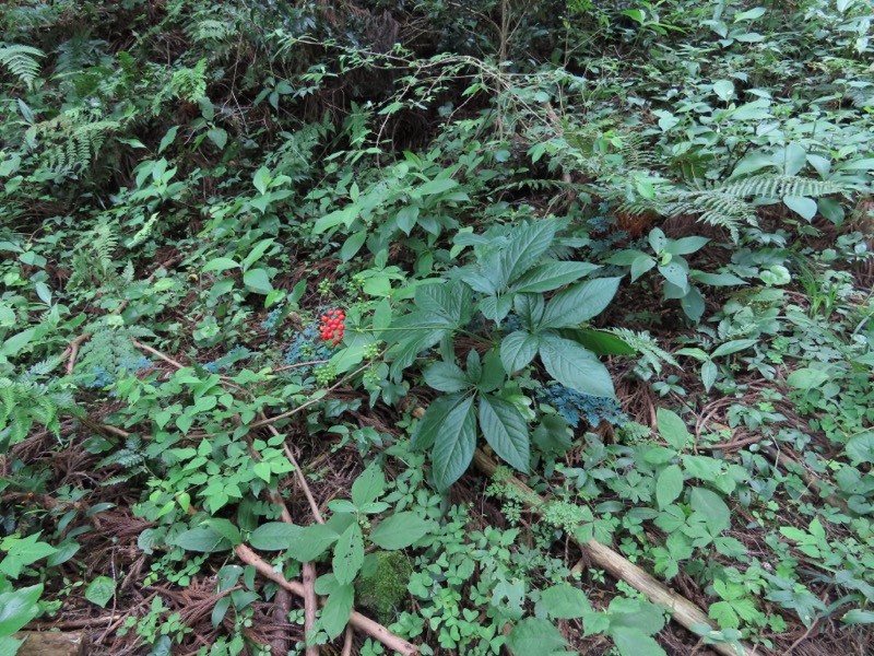 今熊山、金剛の滝、黒茶屋、戸倉城山