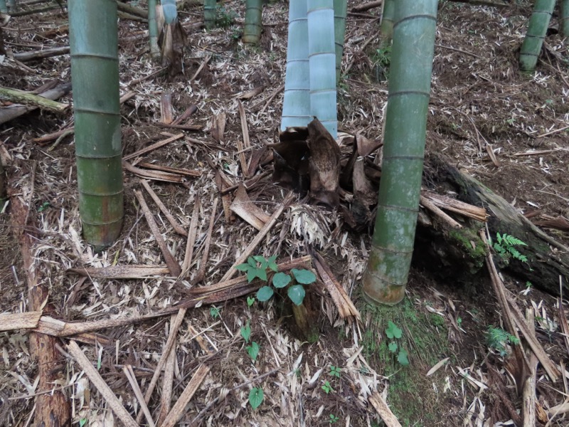 今熊山、金剛の滝、黒茶屋、戸倉城山