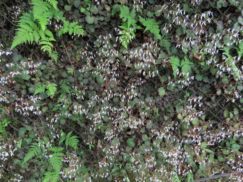 今熊山、金剛の滝、黒茶屋、戸倉城山