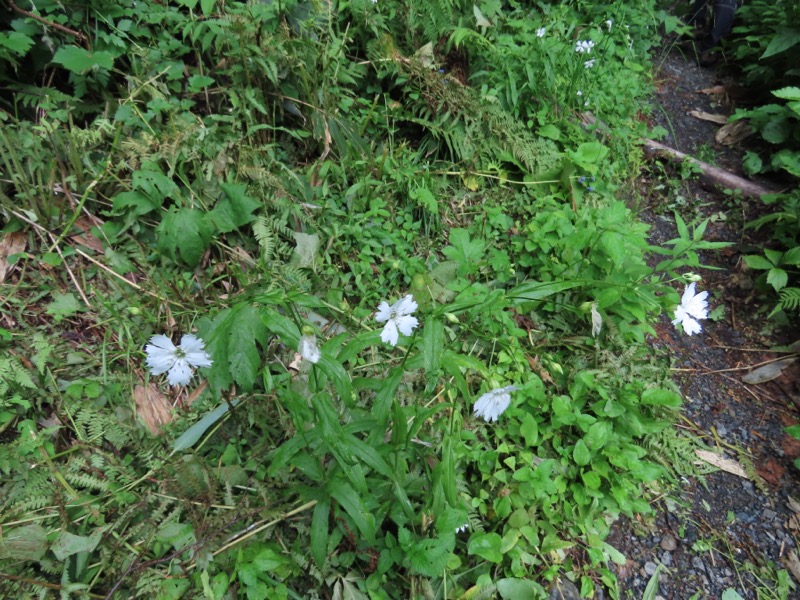 上高地、明神、徳本峠