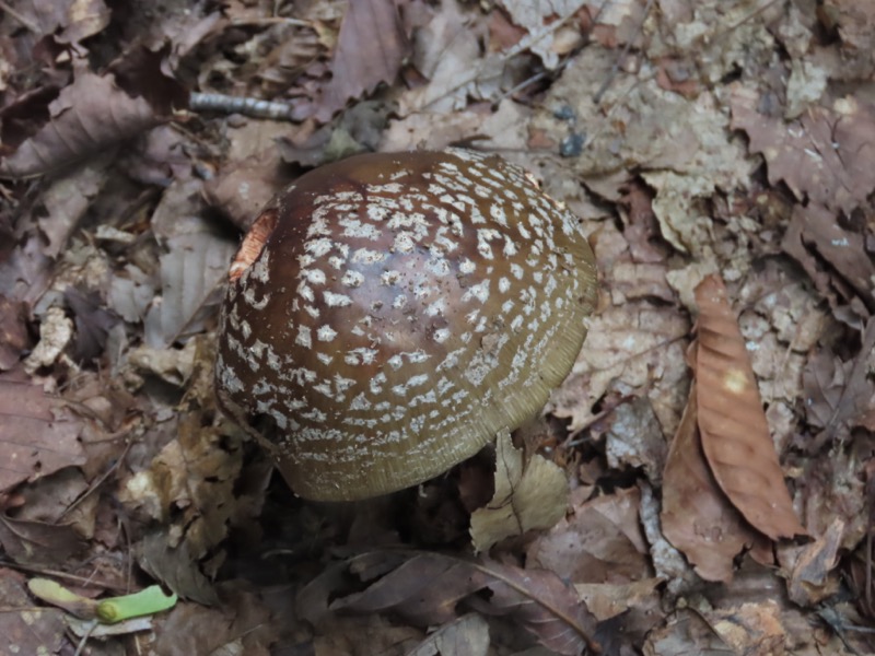 笹尾根、丸山、笛吹峠