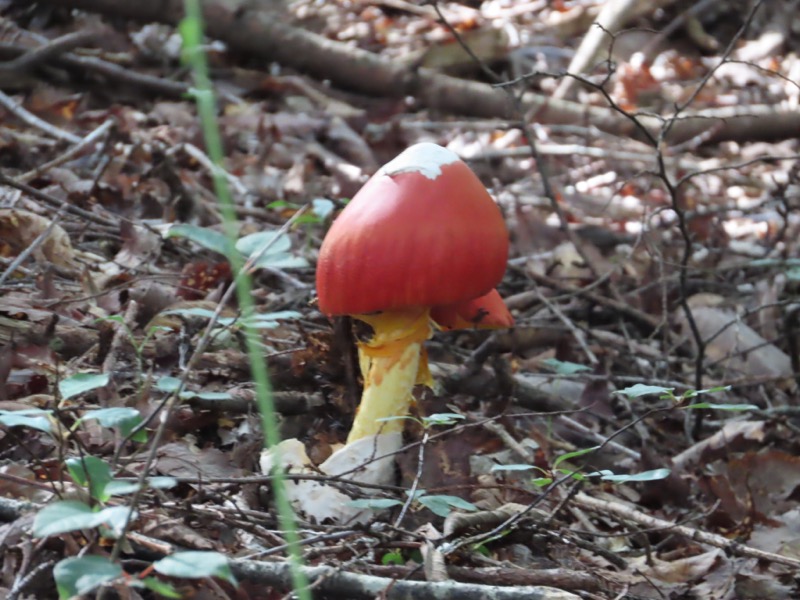 笹尾根、丸山、笛吹峠