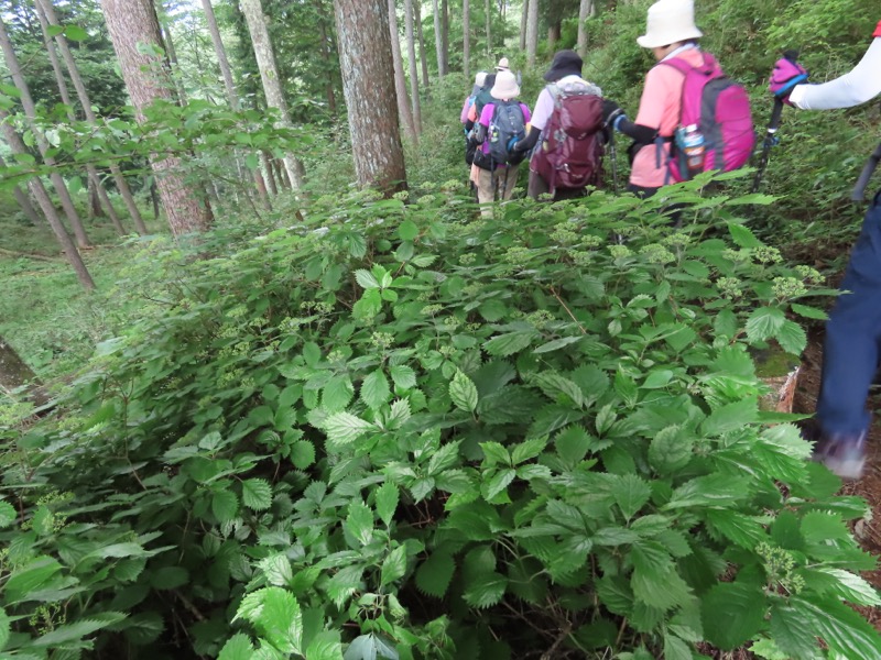 笹尾根、丸山、笛吹峠