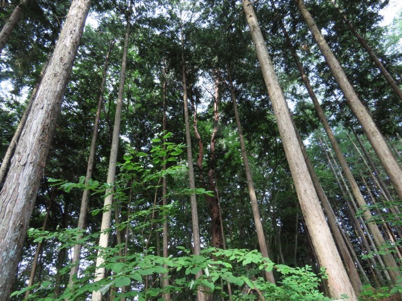 笹尾根、丸山、笛吹峠