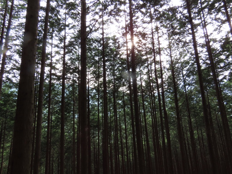 笹尾根、丸山、笛吹峠