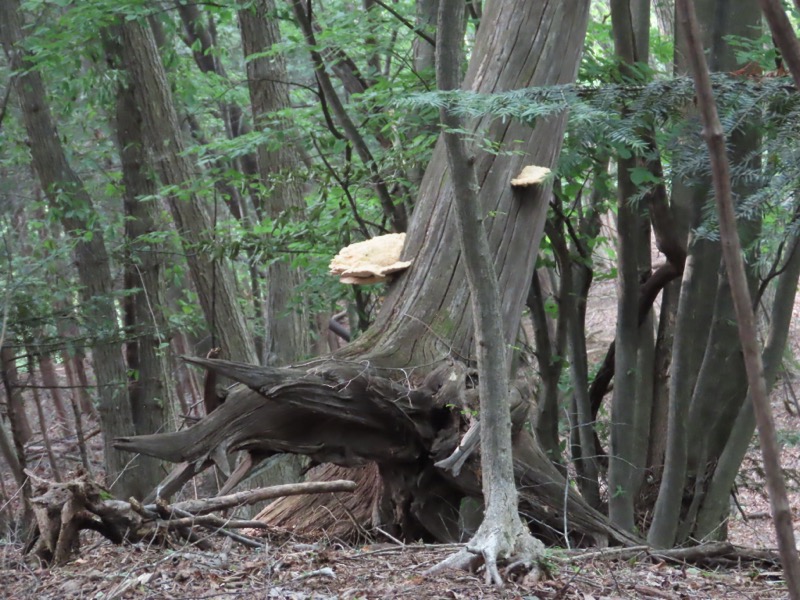 笹尾根、丸山、笛吹峠