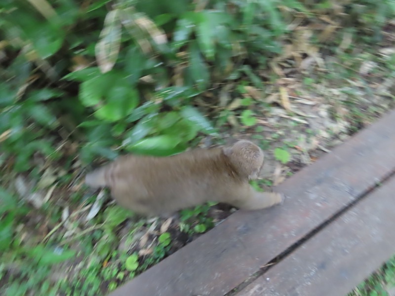 蝶ヶ岳、上高地右岸歩道