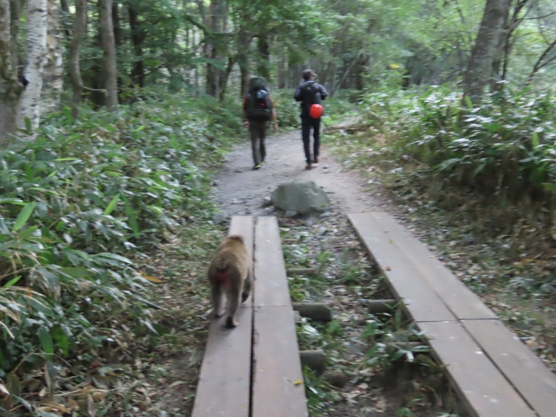 蝶ヶ岳、上高地右岸歩道