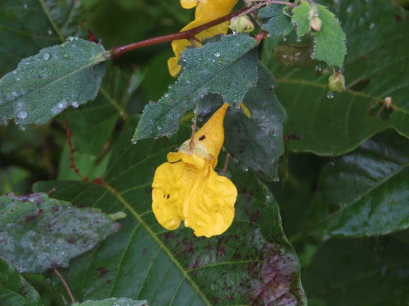 蝶ヶ岳、上高地右岸歩道