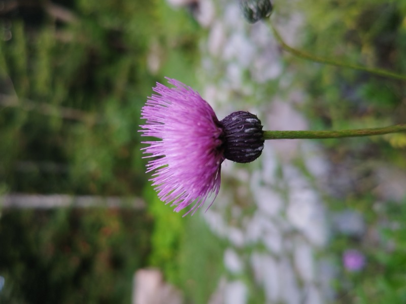 蝶ヶ岳、上高地右岸歩道