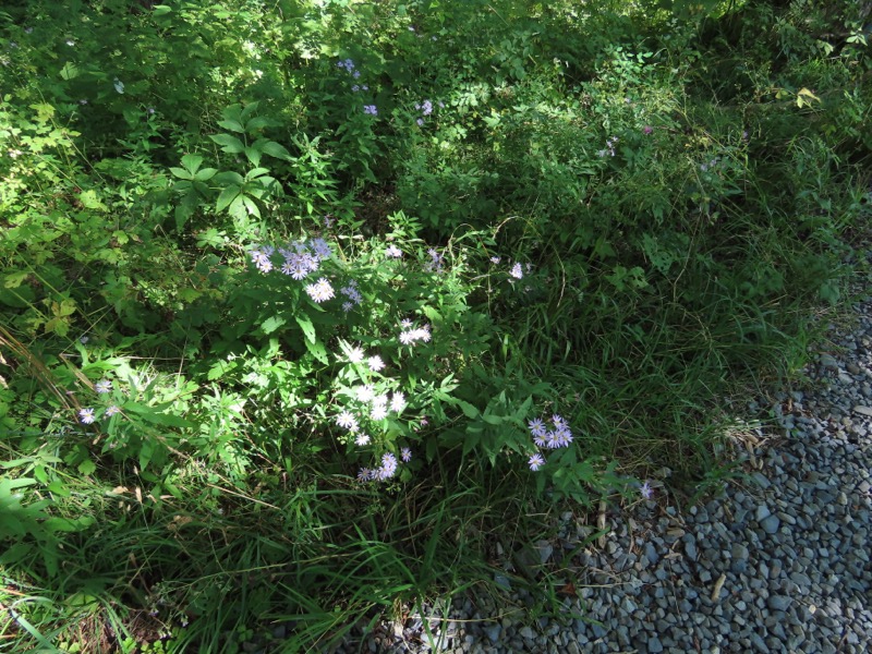 蝶ヶ岳、上高地右岸歩道