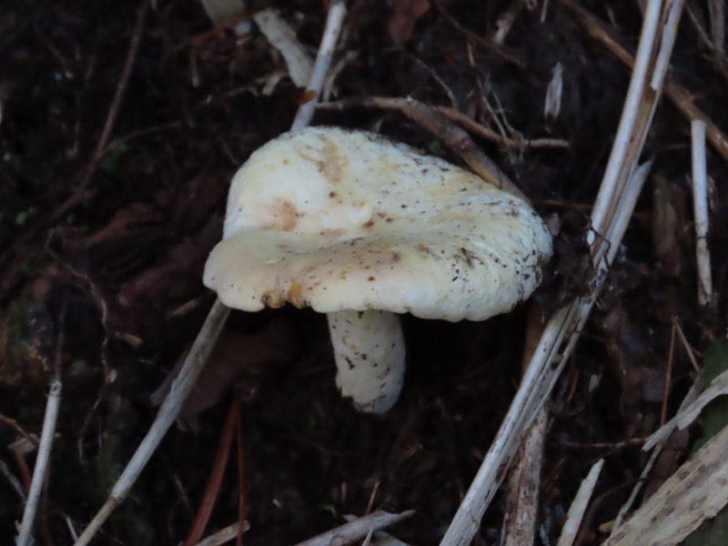 蝶ヶ岳、上高地右岸歩道